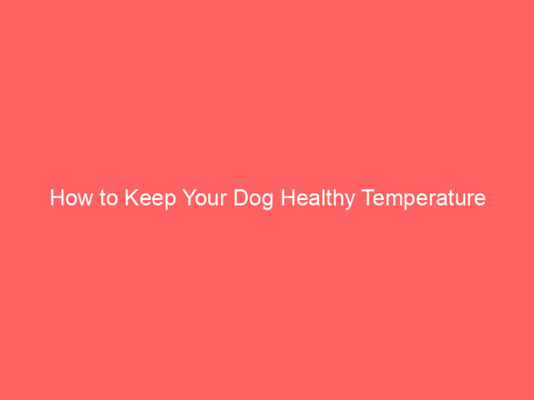 How to Keep Your Dog Healthy Temperature