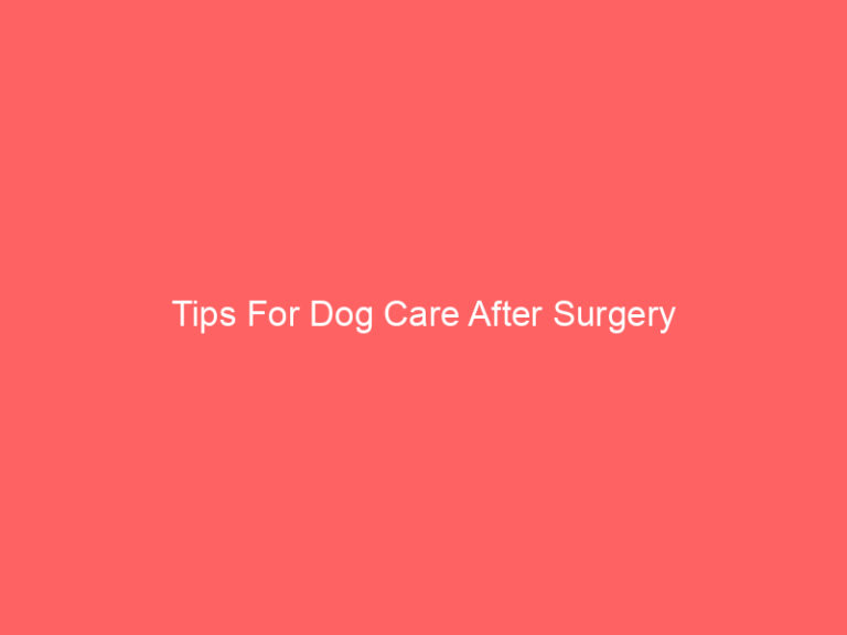 Tips For Dog Care After Surgery