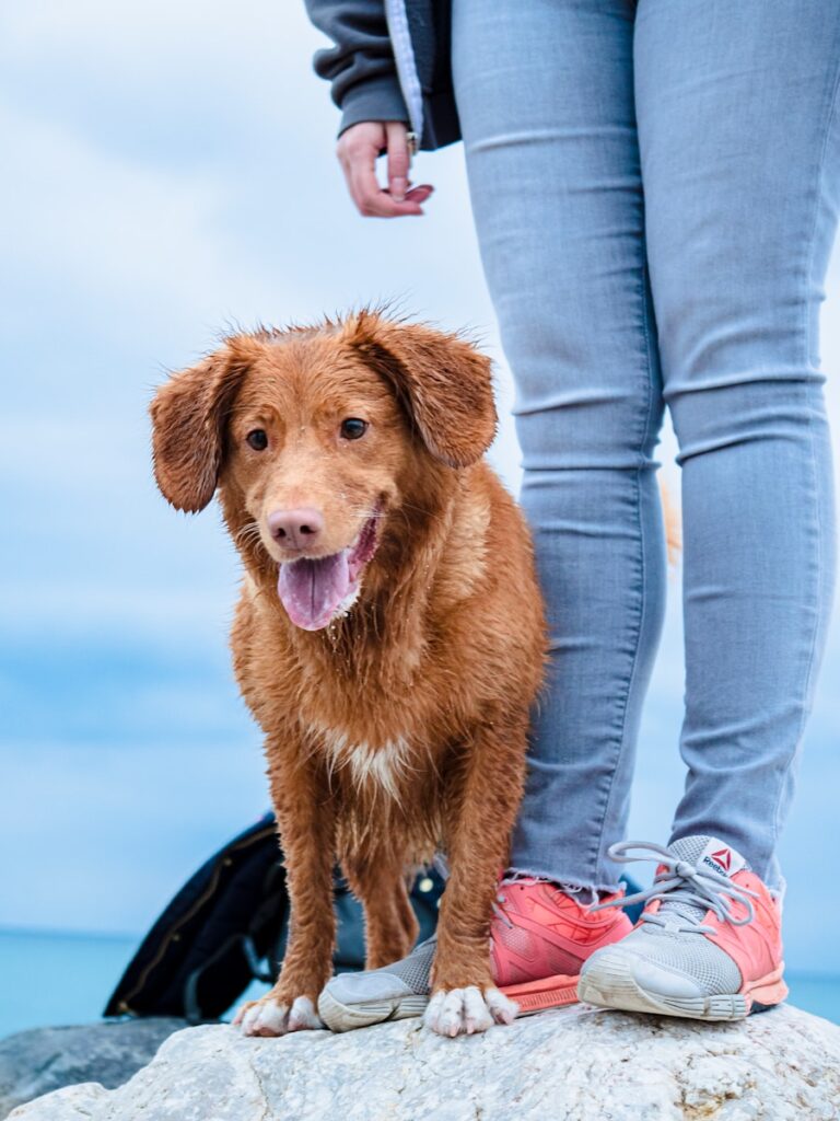 What to Ask Before Hiring a Dog Trainer