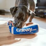 black and white short coated dog on blue and white dog bed