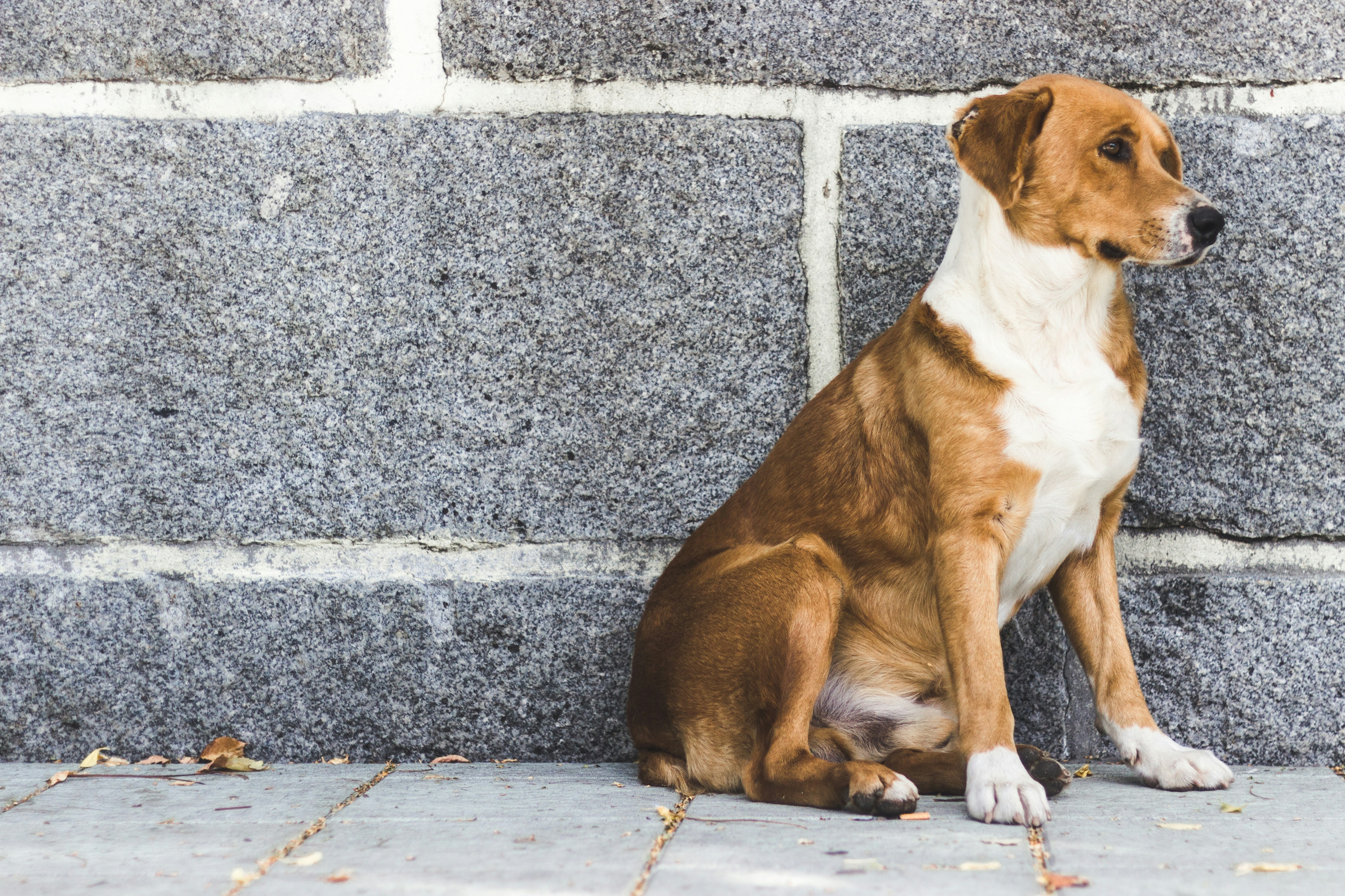 short-coat brown and white dog sitting near gray concrete wall during daytime