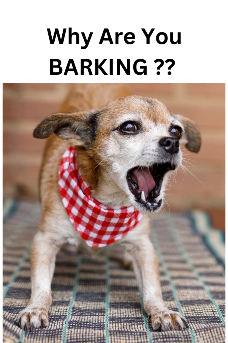 why Barking dog