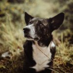 A senior dog with black and white fur lying in a grassy field, looking thoughtful.