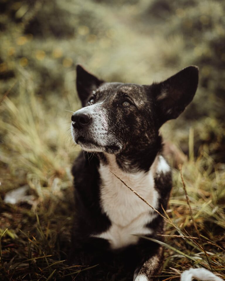 A senior dog with black and white fur lying in a grassy field, looking thoughtful.