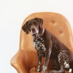 short-coated black and white dog on orange leather armchair