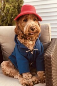 Dressing up your dog for Halloween can be a delightful experience, especially when comfort is prioritized.