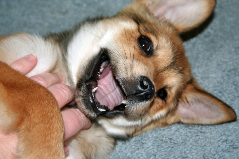 When Does Puppy Biting End?